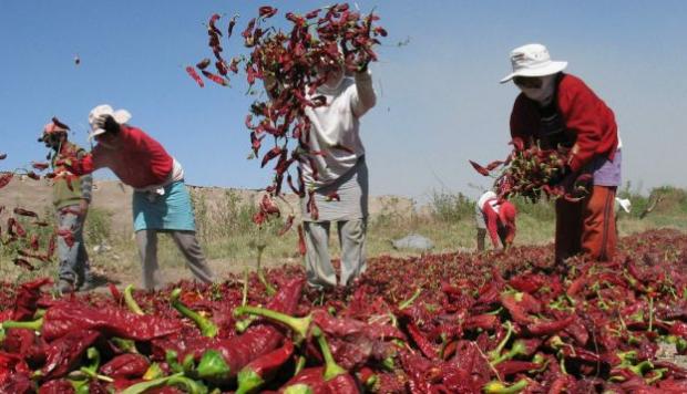 Agroexportaciones llegaron a 138 países y crecieron 10% en los primeros ocho meses del año