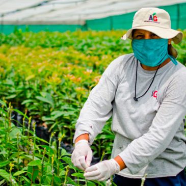 Perú se consolida como segundo proveedor mundial de paltas