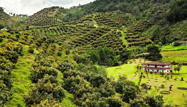 Colombia: de las FARC a las paltas hass