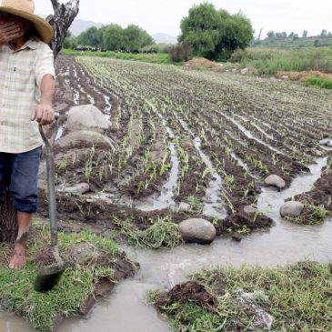 Agricultores afectados por El Niño Costero con deudas vencidas podrán acogerse a facilidades financieras